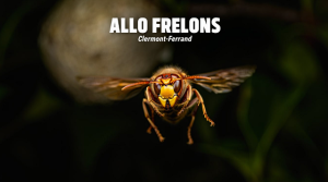 Qui appeler pour détruire un nid de frelons à Clermont-Ferrand