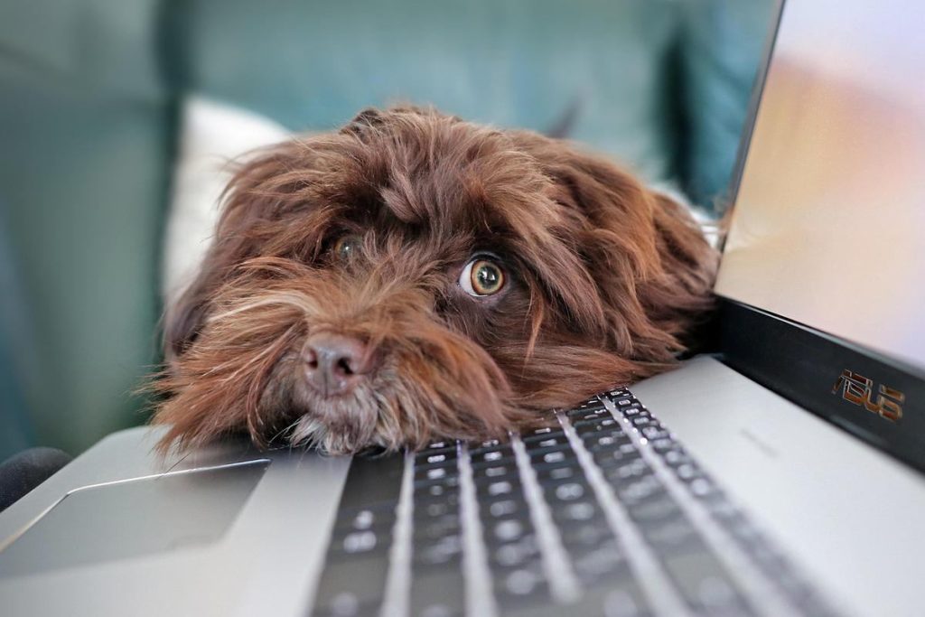 Chien brun allongé sur clavier d'ordinateur portable, écran lumineux