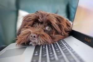 Chien brun allongé sur clavier d'ordinateur portable, écran lumineux