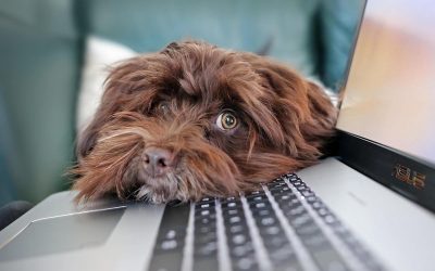 Chien brun allongé sur clavier d'ordinateur portable, écran lumineux