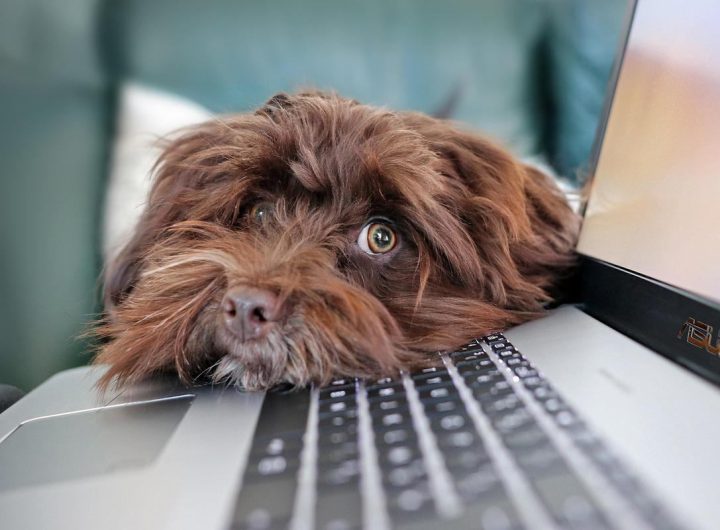 Chien brun allongé sur clavier d'ordinateur portable, écran lumineux